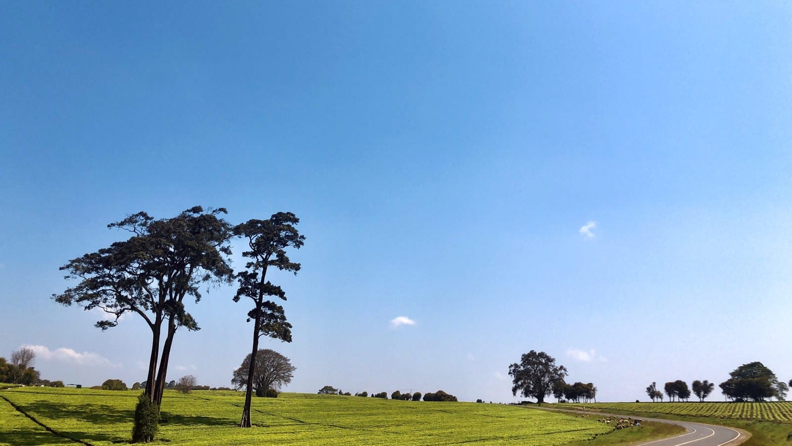 A road through tea fields and tall trees near Limuru in the Kenyan highlands